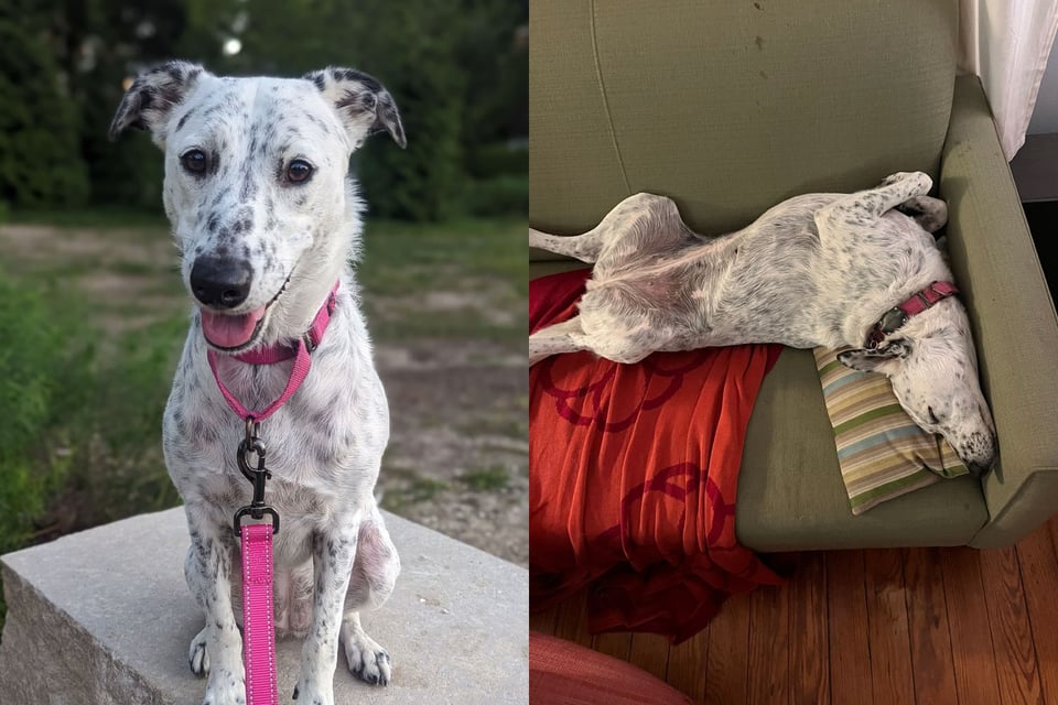 Two photos of the same white dog with black speckles, one on concrete with a pink leash, one sprawled on a couch