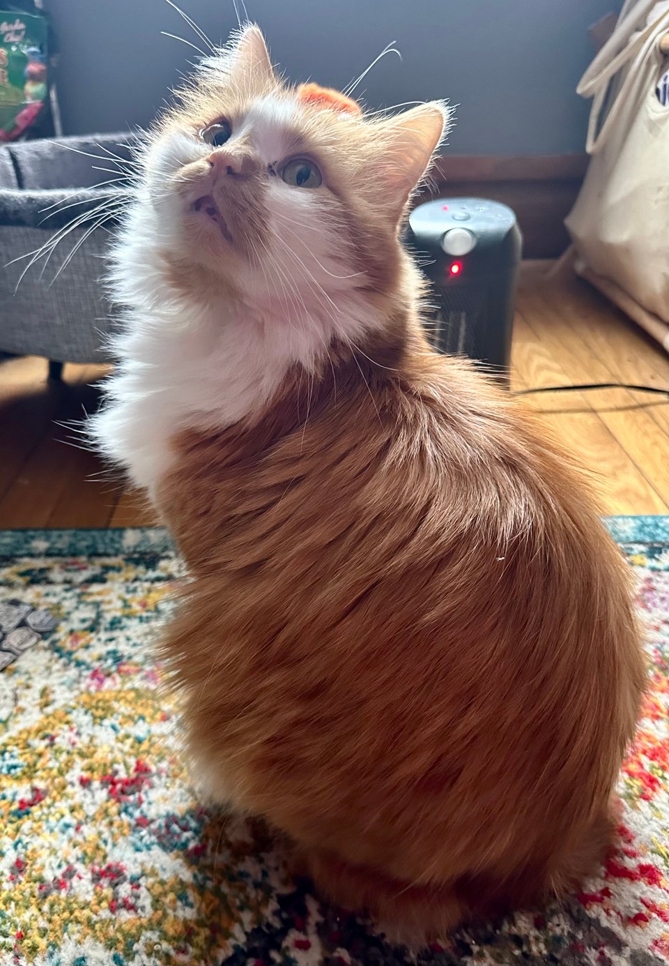 A fluffy orange and white cat blocking a space heater with his body.