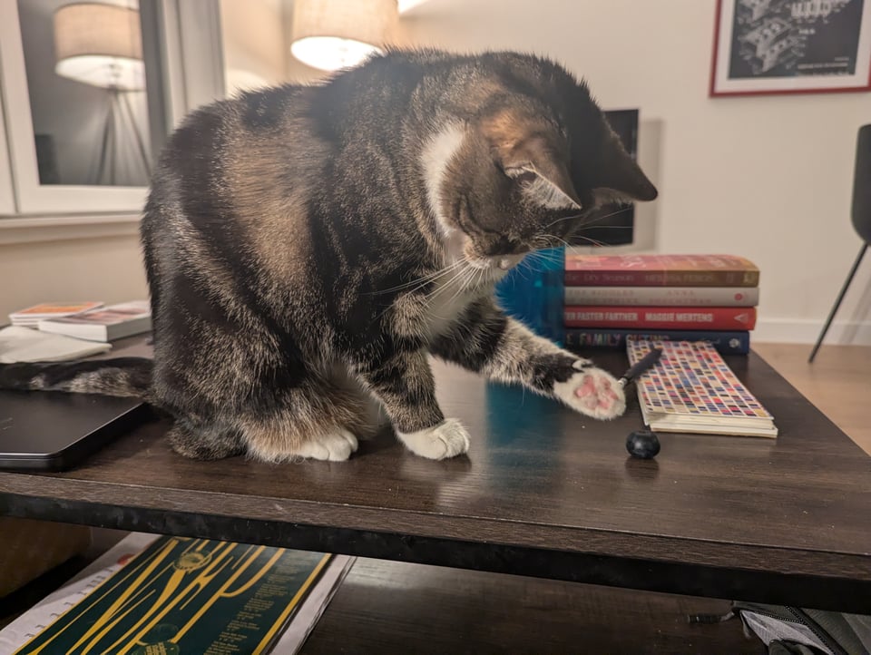 A gray and white cat swatting at a blueberry on my coffee table
