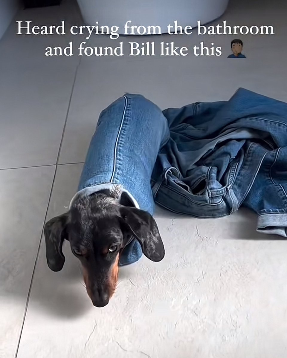 The text says "Heard crying from the bathroom and found Bill like this" and there is a dachshund stuck inside the leg of a pair of jeans.