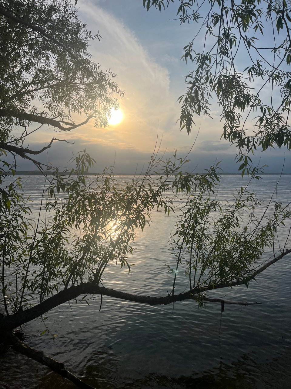 leafed branches over lake water, sun a little ways above the horizon
