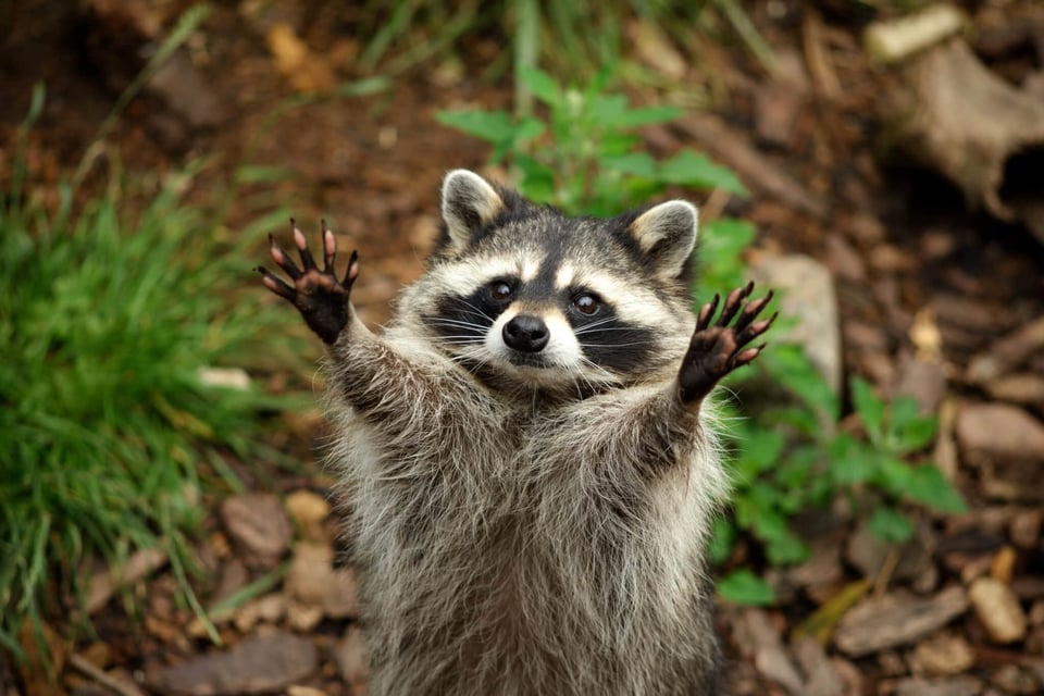 A small raccoon stands with its paws up, looking like it really wants a hug! It probably just wants a snack, and like, me too most of the time.