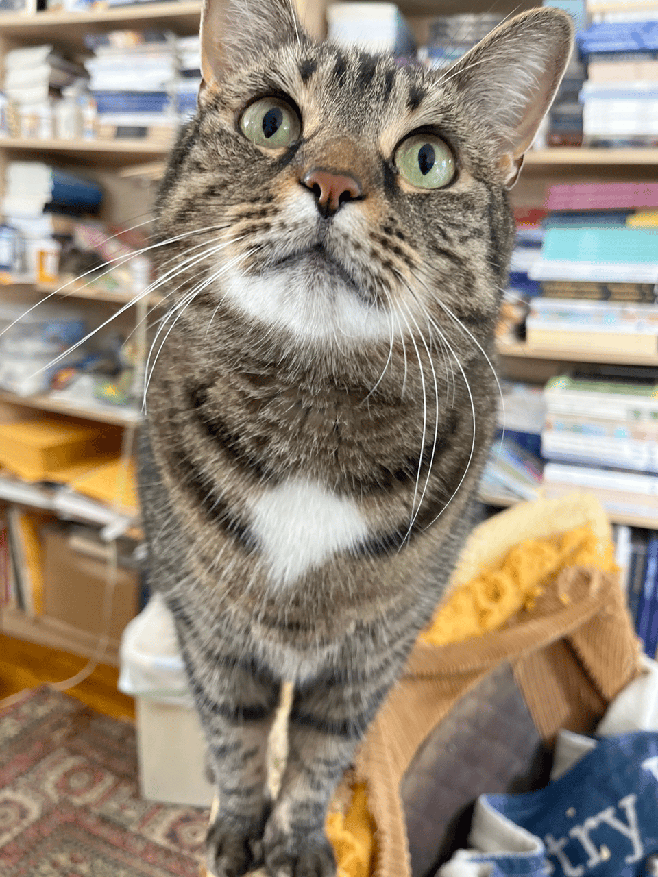 A brown tabby with white patches around her mouth and on her chest looking up past the camera with lovely green eyes.