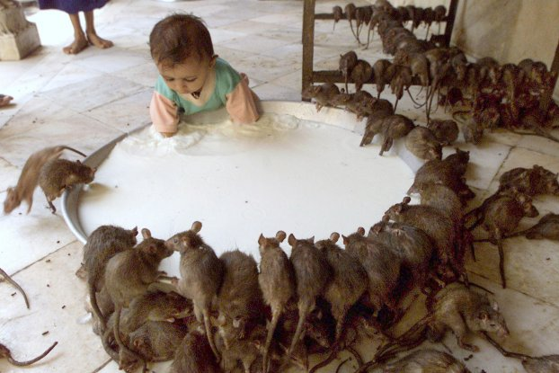 kid with milk and lots of rats at Karni Mata temple in Rajasthan