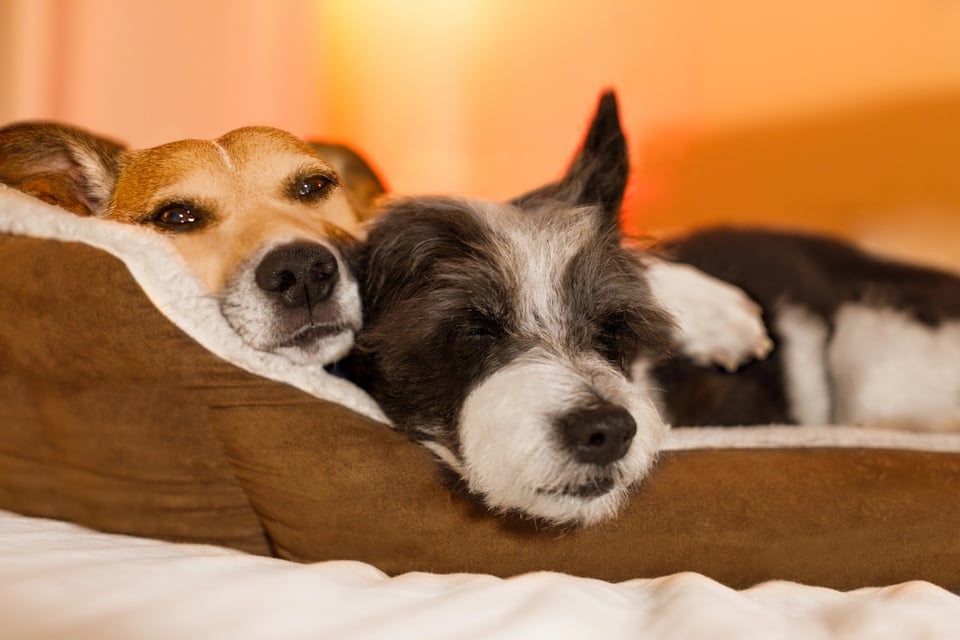 Two adorable, sleepy, mixed breed dogs cuddle together in bed.