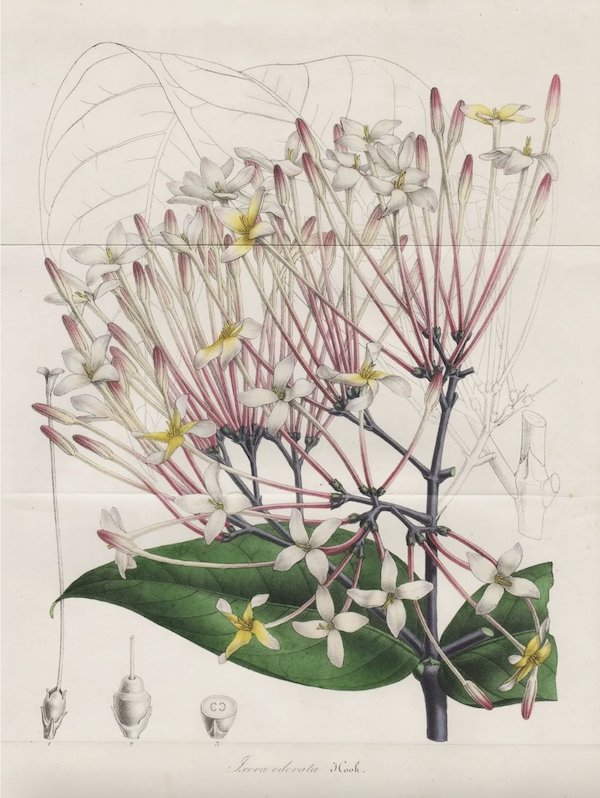 Botanical drawing of Ixora odorata, a tropical plant with dark green leaves and small white flowers growing in loose, spherical clusters