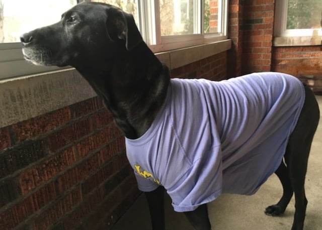 Labrador dog wearing a t-shirt after surgery
