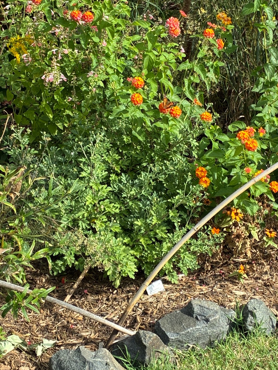 Butterfly on orange, red, and pink flowers.