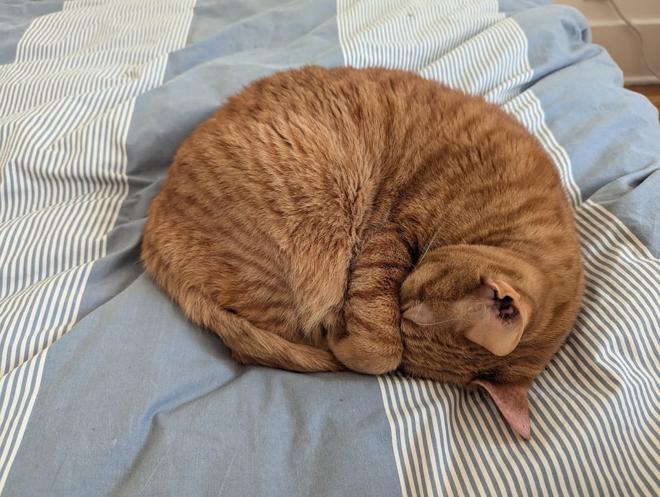 An orange cat curled on a fluffy comforter, his nose tucked under his paw