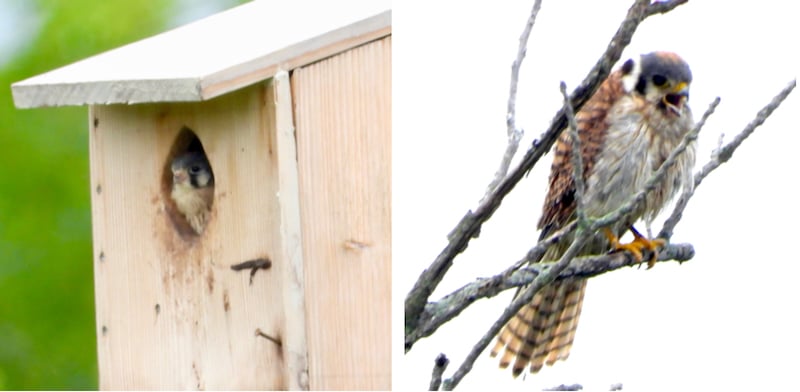 On June 22, a nestling was peering out the entrance while its mother called from a nearby tree. Should I or shouldn’t I?