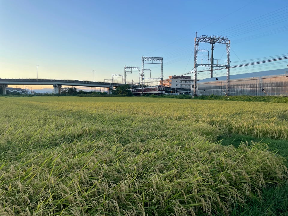 Image of a bridge, the train tracks, and a golden rice field from just before harvest.