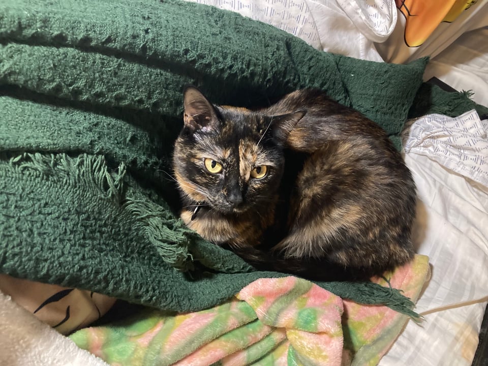 A black and orange tortoiseshell cat, curled up on a mix of blankets and sheets. She's gazing off to the right, her yellow eyes wide.