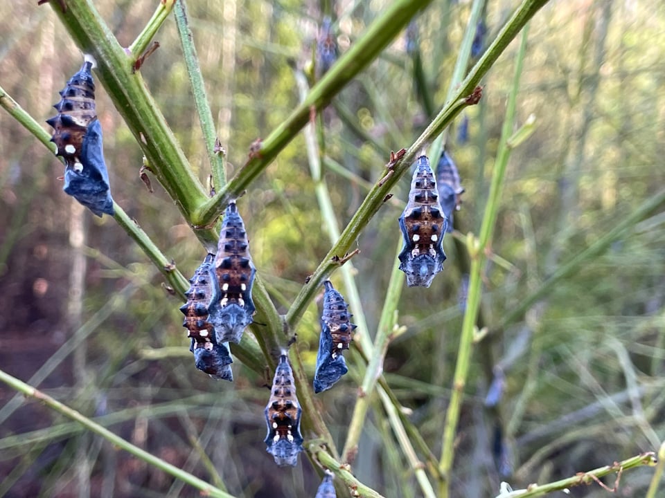 Purple, black and orange chrysalises hanging from bare, thin green branches amidst a dense thicket.