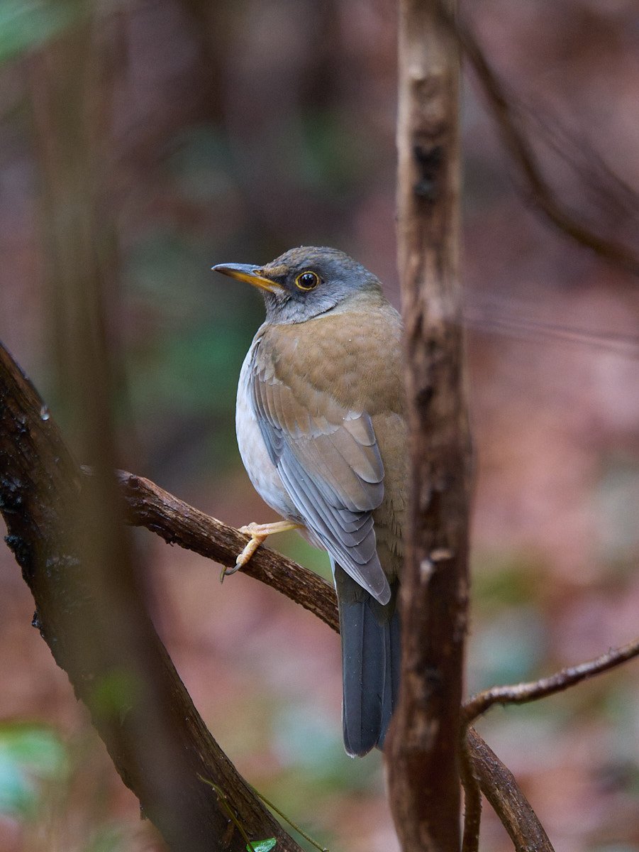 A pale thrush on a branch.