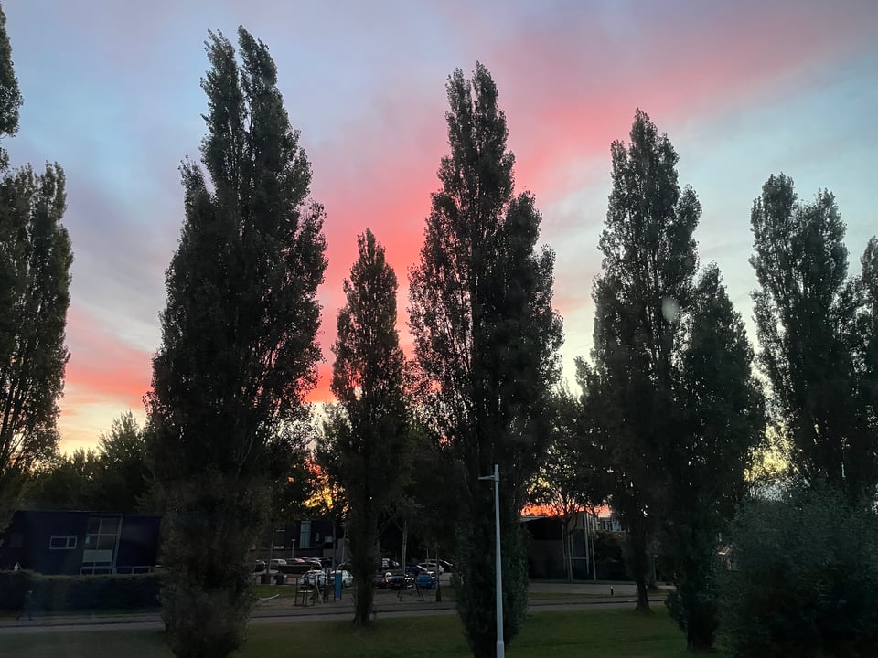 Pink clouds at sunrise shine behind a row of large poplar trees.