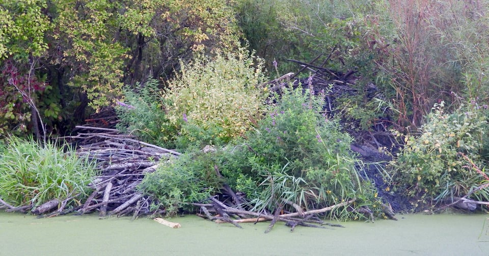 Beaver lodge on Frontenac Pond. / Photo by Steve Dietz