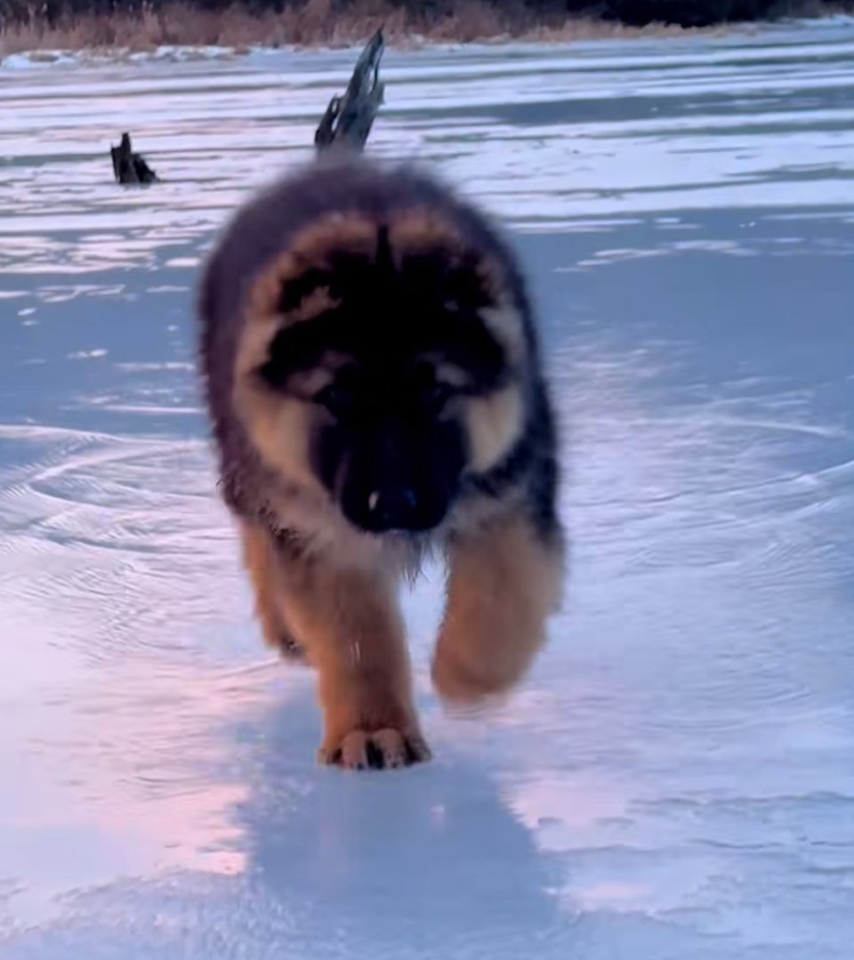 A big fluffy dog is padding across some icy water.