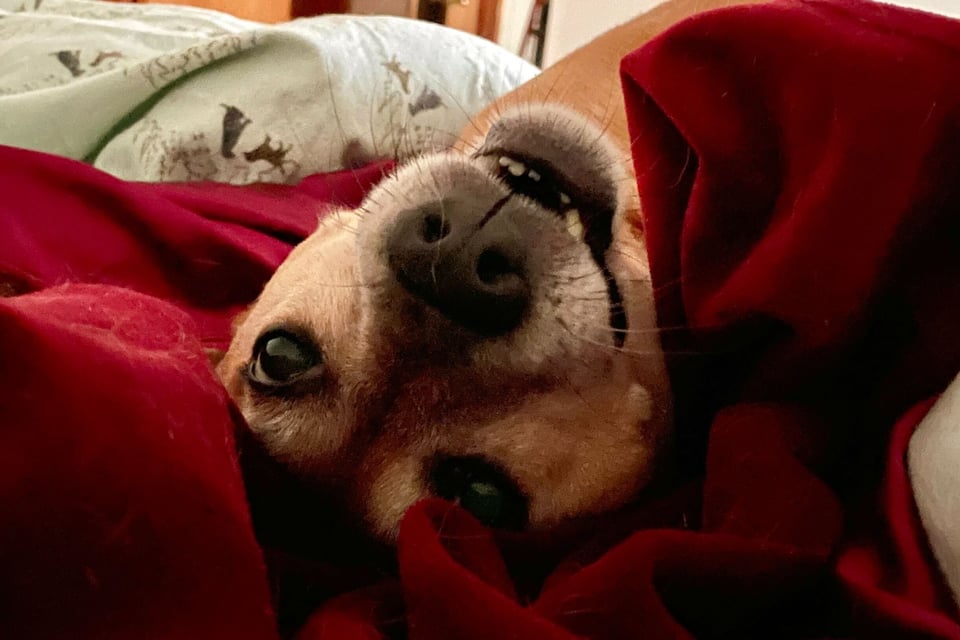 Kizu, a short-haired fawn-colored dog with a white-flecked muzzle and dark brown eyes is rolling around on a velvety red blanket that covers a pale blue sheet with dog silhouettes on it. She is looking at the photographer with an open-mouthed smile, showing off her crooked bottom teefs.