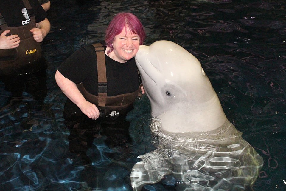 The artist in waders, standing in chest-deep very cold water getting a kiss on the cheek from Atlas, the handsomest beluga