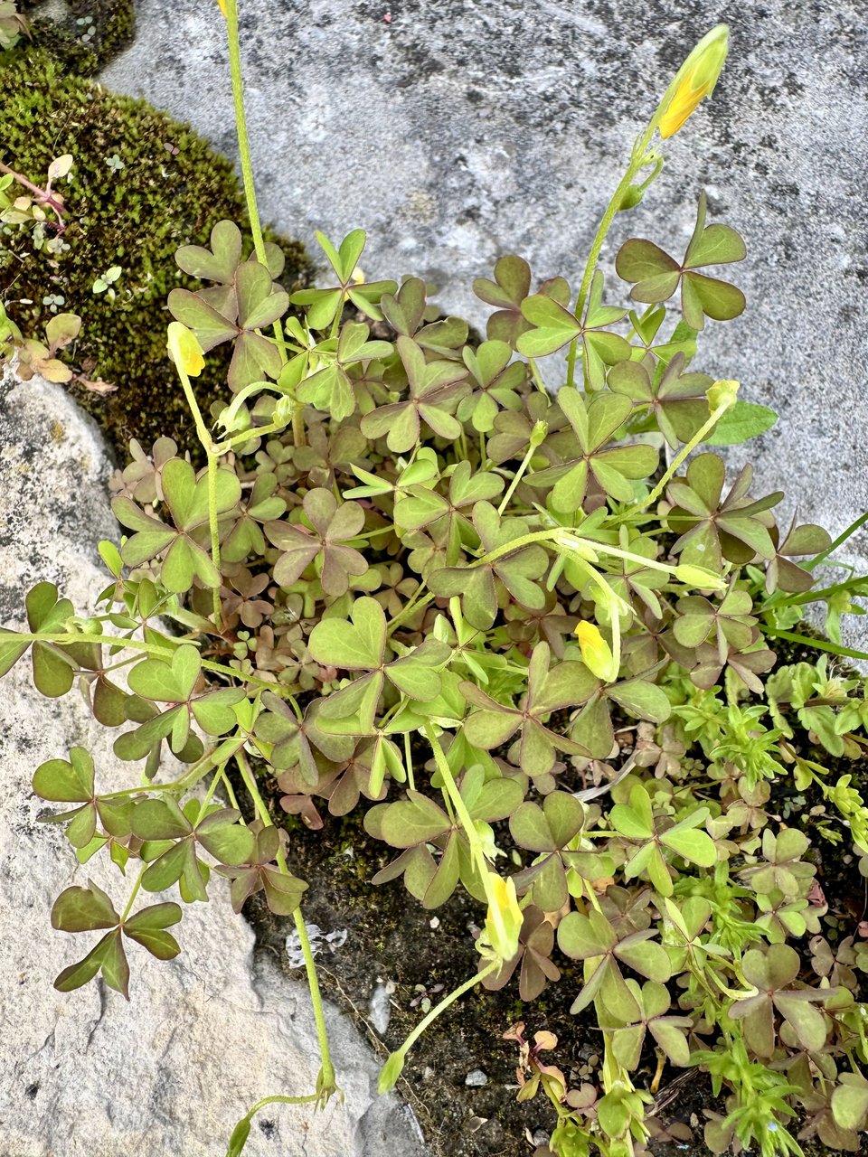 Plant de La petite oseille ou oxalis (Oxalis)