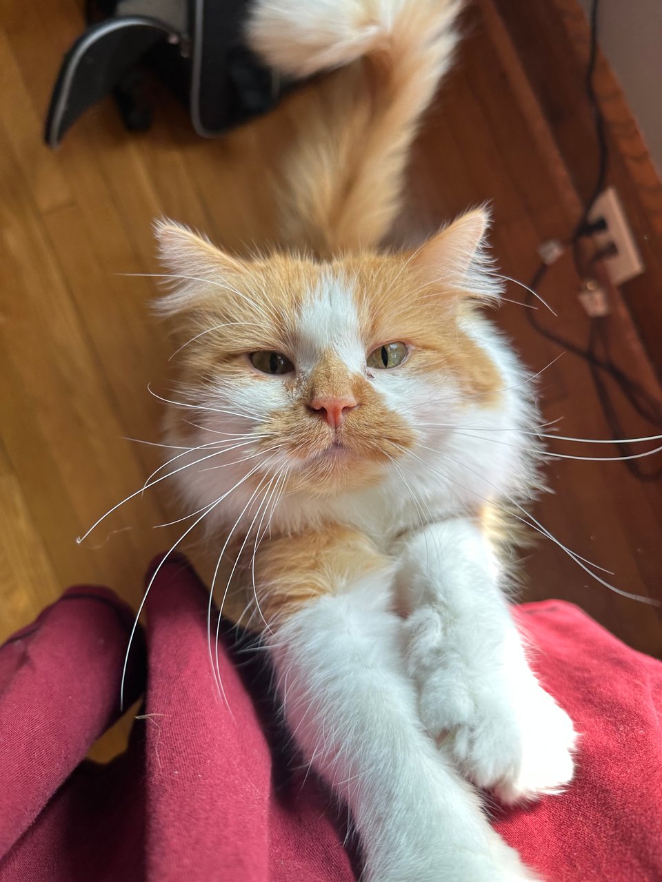 A fluffy orange and white kitty on his hind legs begging to be scooped into your arms and perched on your shoulders