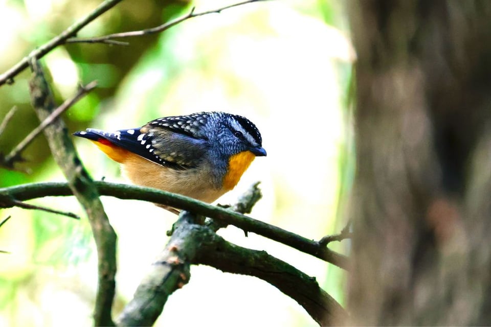A colorful, round bird