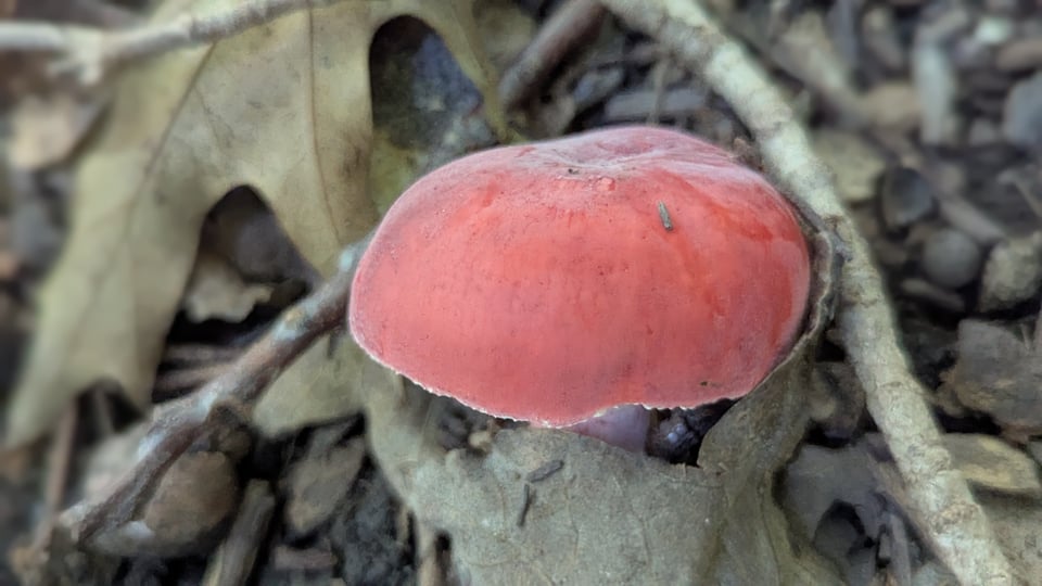 a coral-colored round cap mushroom growing out of leaf litter and twigs.