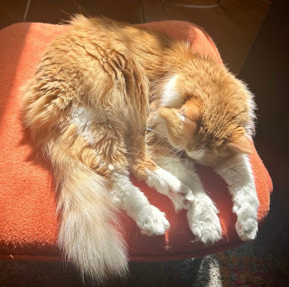 a fluffy orange and white cat dozing in the sun