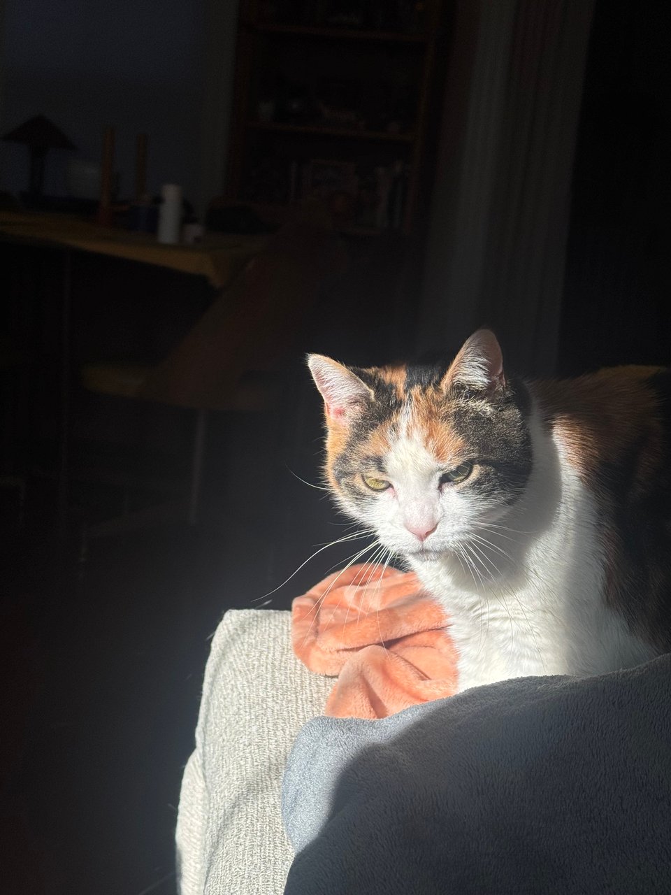 Pancake, a calico cat, is in the sun on a couch.