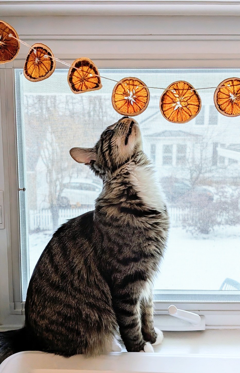 a young medium-haired grey-brown tabby cat with white paws and a white chest sits in a window, curiously sniffing at a garland of dried oranges hung just above his nose.