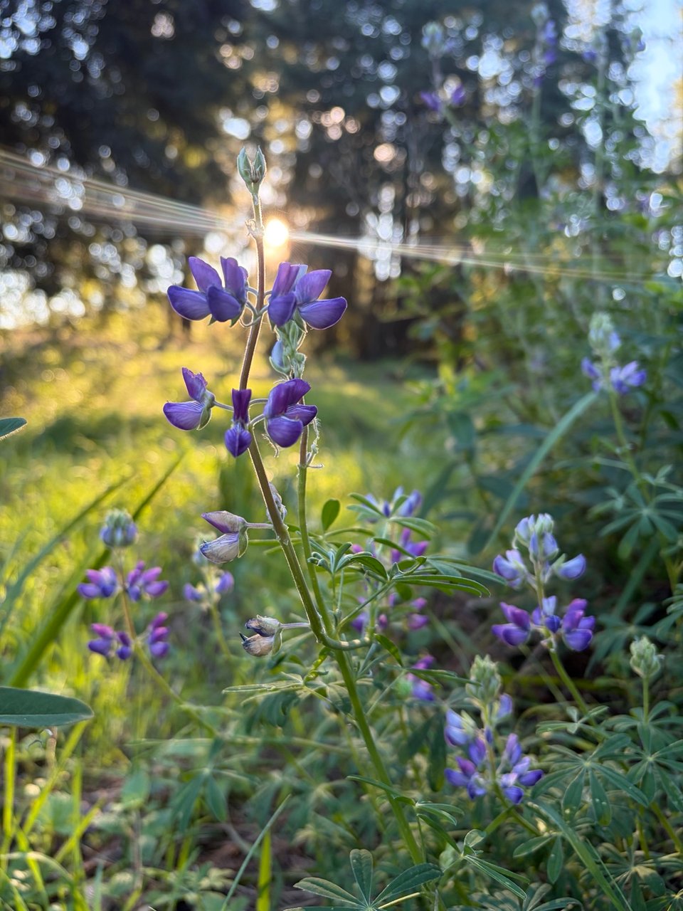 a newly bloomed lupine bush, behind which the rising sun is shining