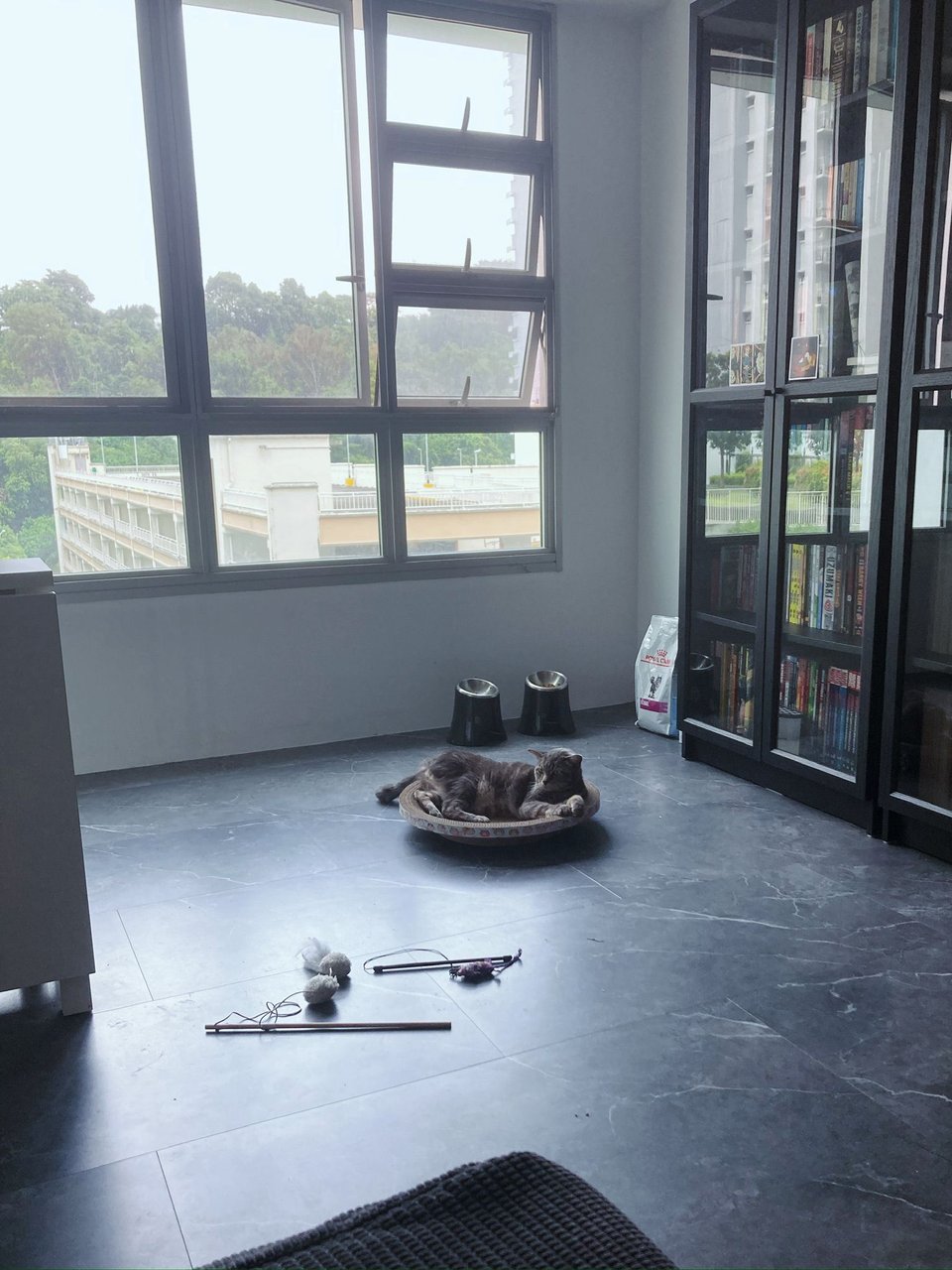 A grey cat laying in a cardboard bowl. A bookshelf behind him, his toys in front of him.