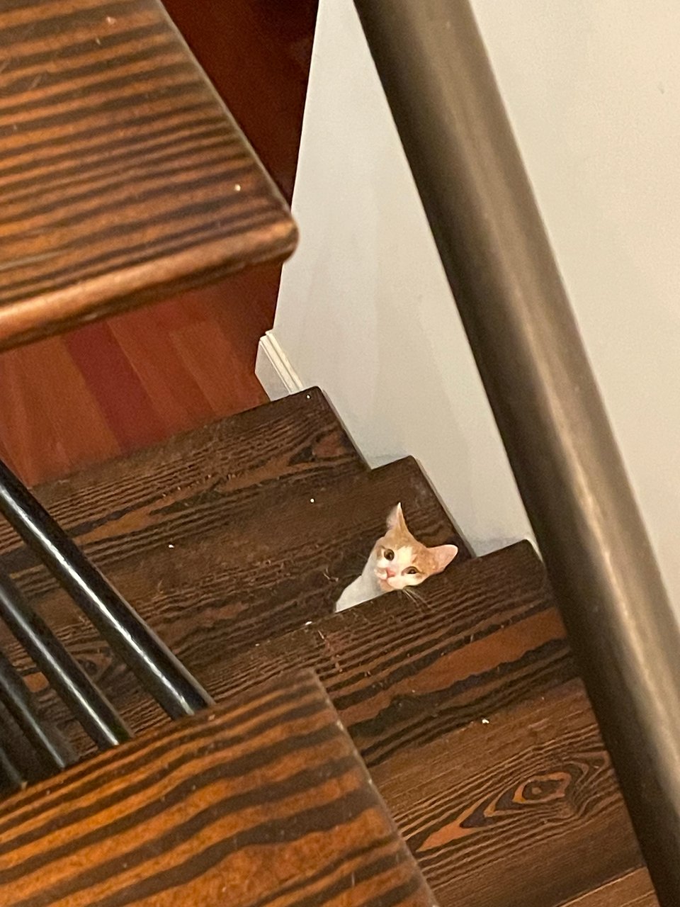 Timmy peaking out of the stairs for some food