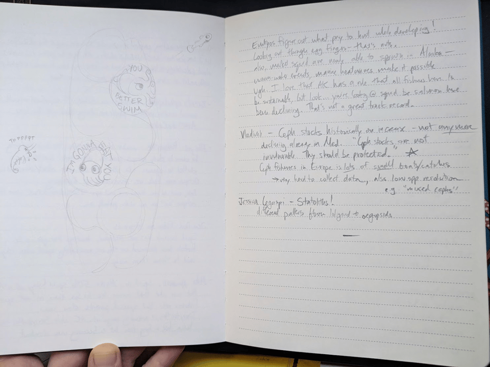 Photo of a notebook spread with a pencil sketch of embryonic squid being taunted by their prey on the left side, and hastily scribbled notes about cephalopod fisheries on the right.
