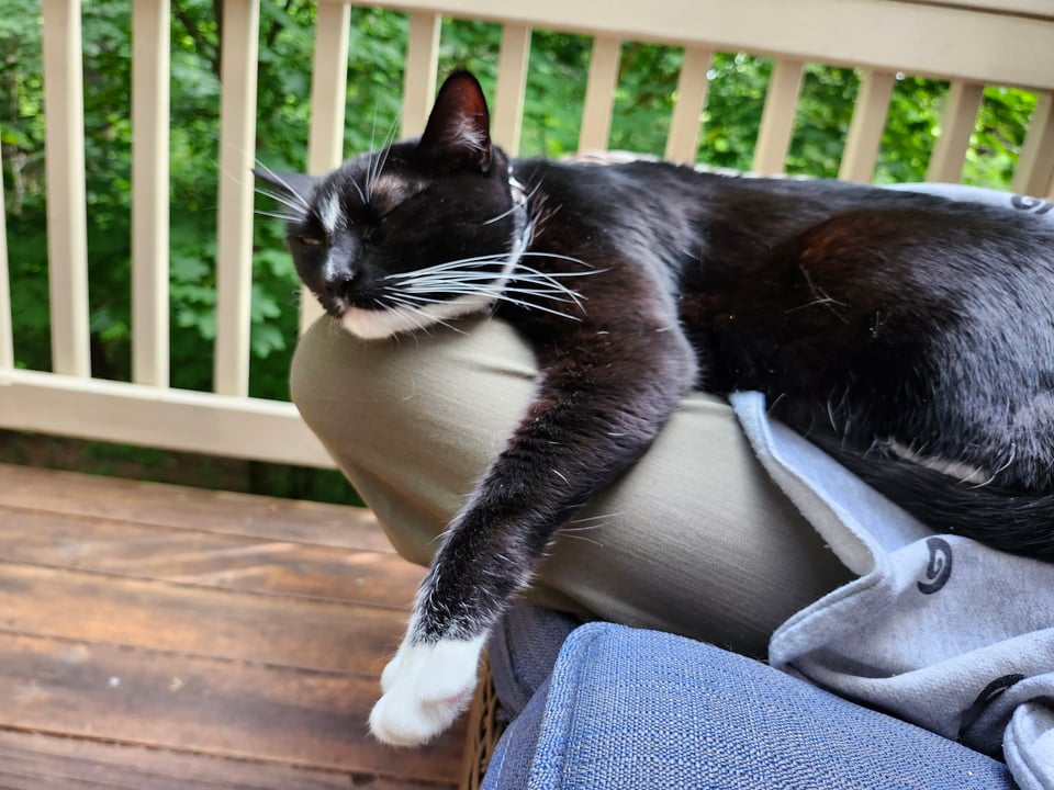An adorably black cat sleeping on someone's leg outside.