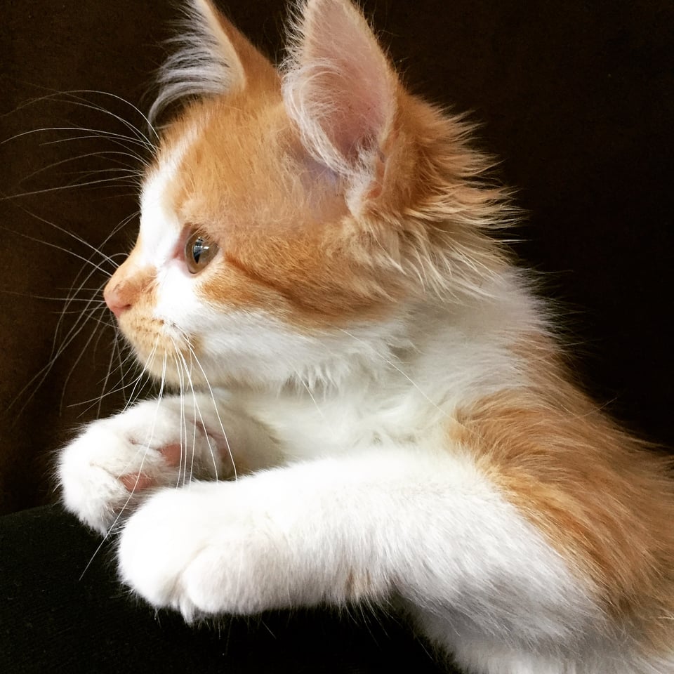 a tiny fluffy orange and white kitty in profile