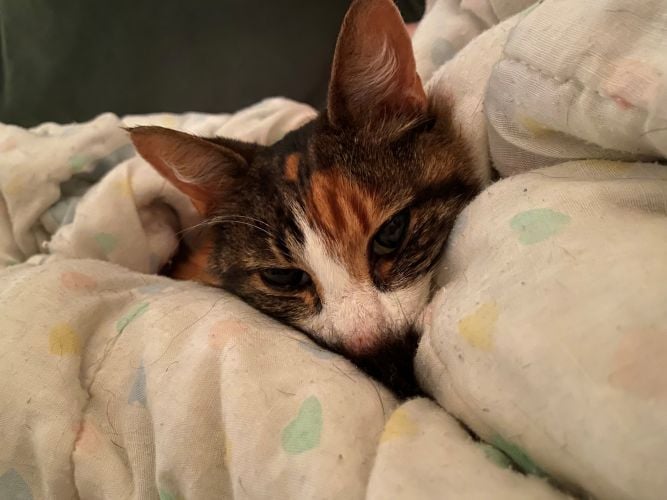 A ragdoll cat tucked into a quilt so only her head is visible.