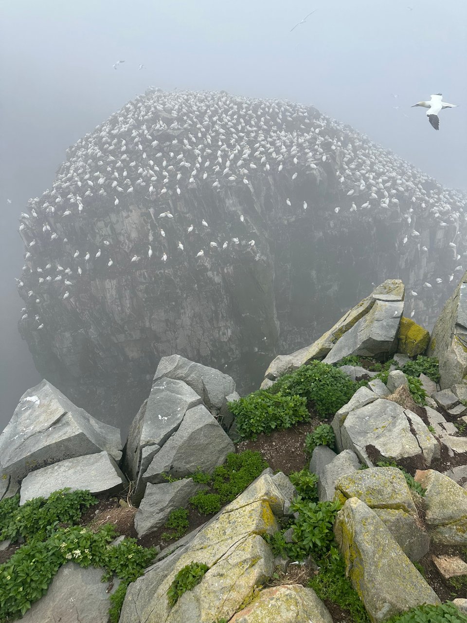 As the path comes to a rocky point, with cliffs straight down on all sides, we see thousands of gannets perched across on a huge rocky outcrop.