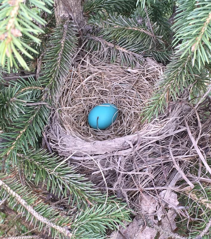 An American Robin’s nest in April. This bird was just getting started laying eggs when your newsletter editor interrupted it to snap this photo, so it’s likely that this wasn’t an only child. / Photo by Pamela Miller