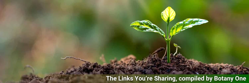 A seedling emerging for no obvious reason. It's well past my bedtime and something needs to be picked for an image.