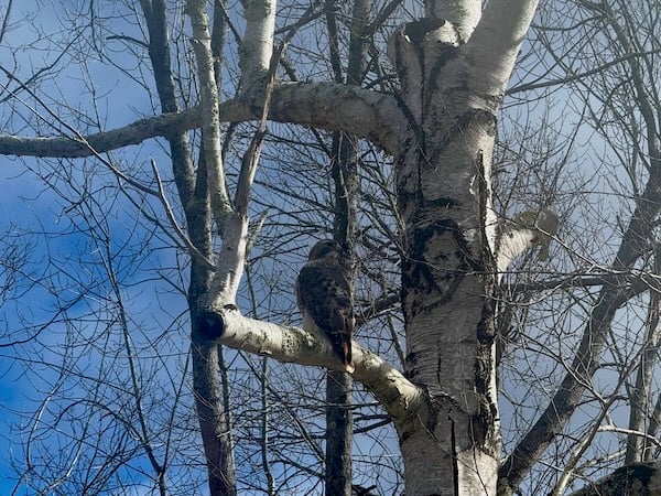 A hawk perches on a thick white branch attached to a leafless tree. The bird’s back faces the viewer and its beak points toward the right. In the background are many thinner, bare branches against a blue and white sky.