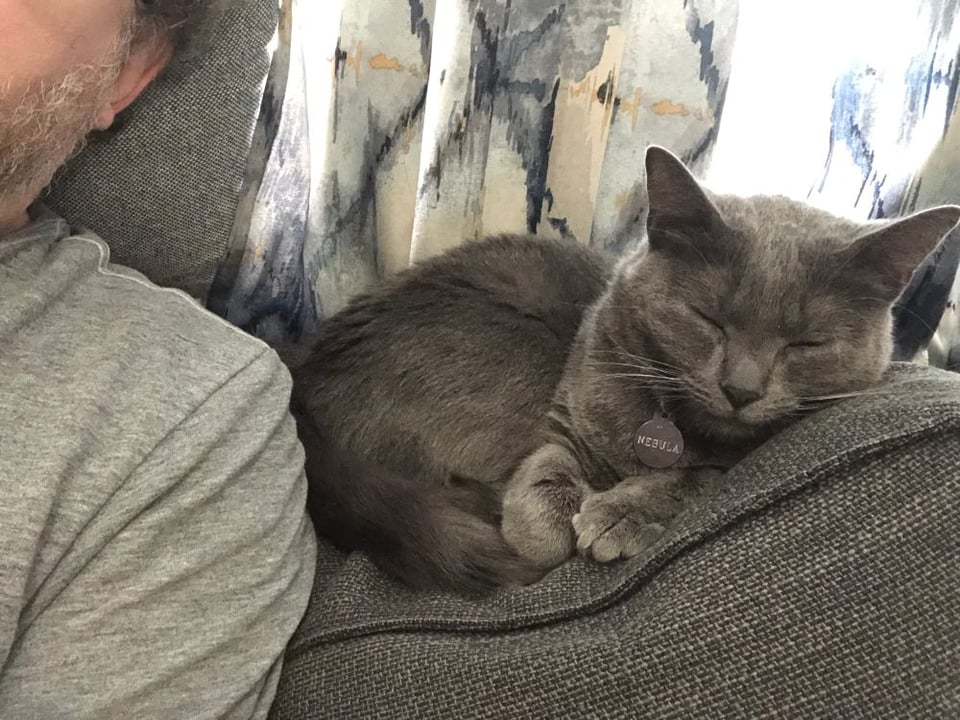 A small gray cat curled up asleep on the back of a sofa, pressed up against her human's shoulder