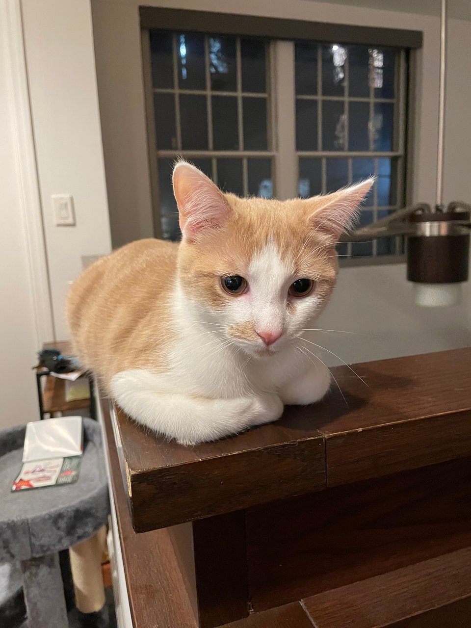 Cat loafing on a balcony