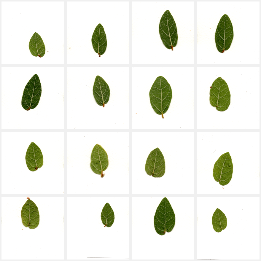 Contact sheet of sixteen hand-scanned creeping fig leaves on white, each a slightly different shape and shade of green
