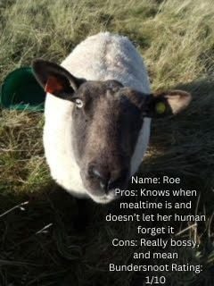 Image of a sheep with the text Name: Roe Pros: Knows when mealtime is and doesn't let her human forget it Cons: Really bossy, and mean Bundersnoot Rating: 1/10