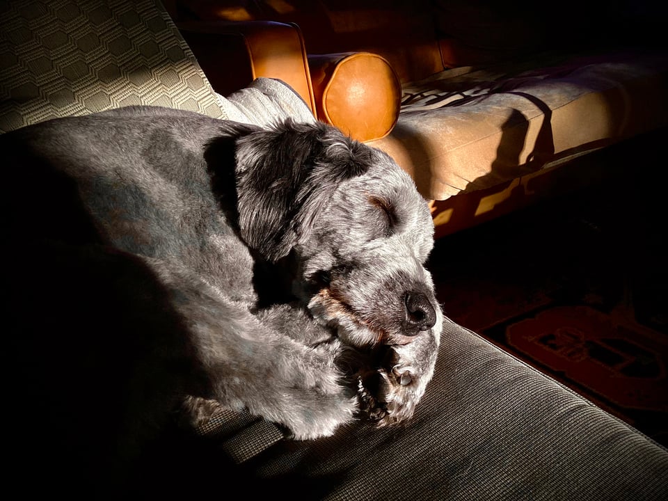 Photo of gray aussiedoodle asleep in sunlight on a gray sofa, curled up and snout resting on paws