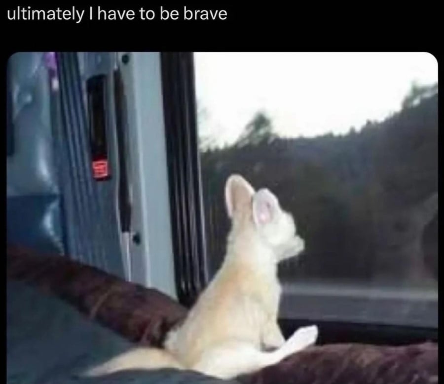 A photo of what might be a fennec fox looking sitting up on its butt, looking out the window of some sort of vehicle, with a road and trees visible outside. The text above reads: ultimately I have to be brave
