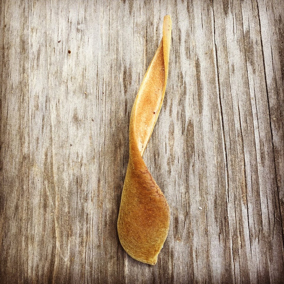 a dried wisteria pod on a wood picnic table