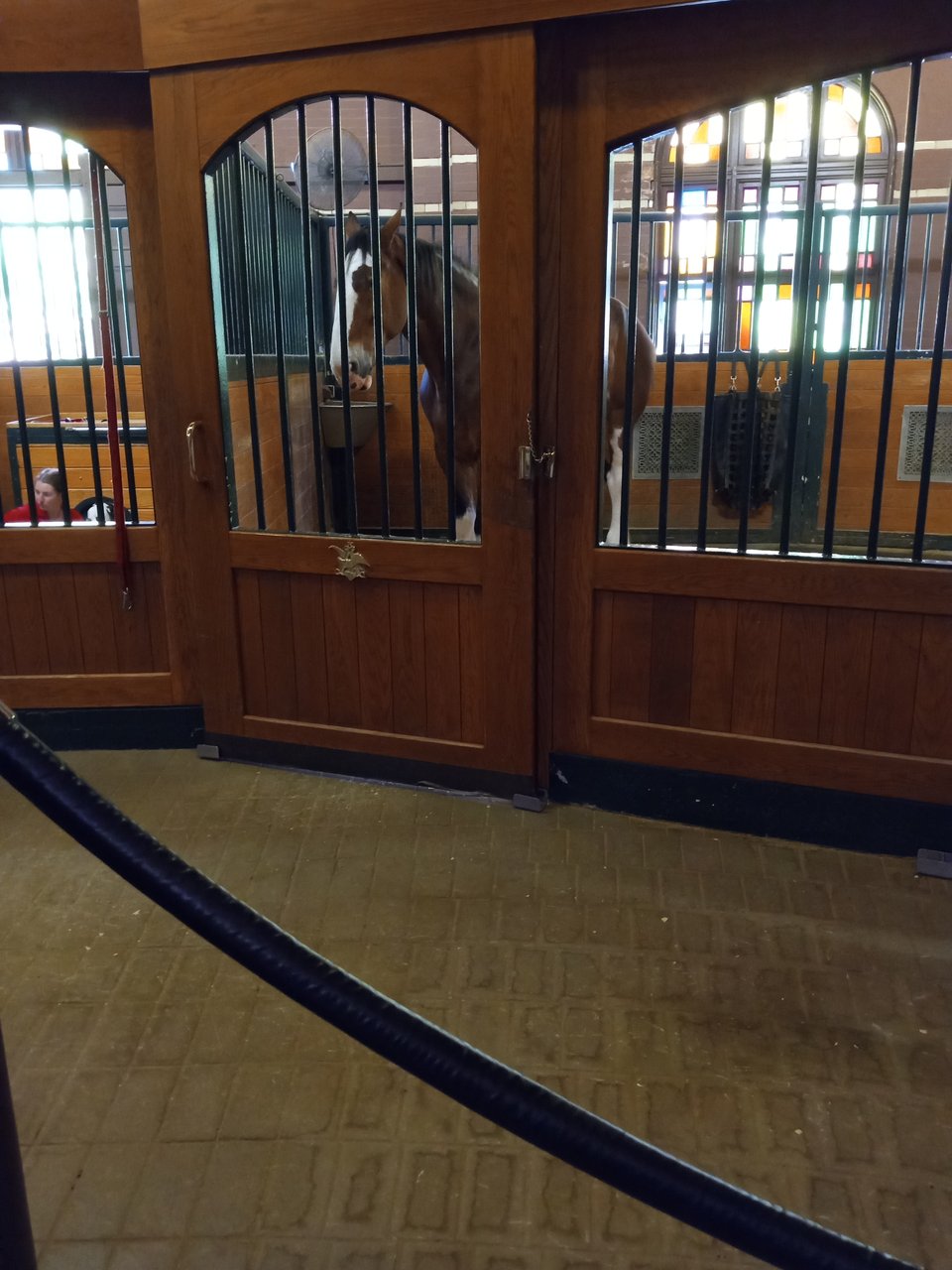 A very large bay horse with white markings in a beautiful wood-lined stall.