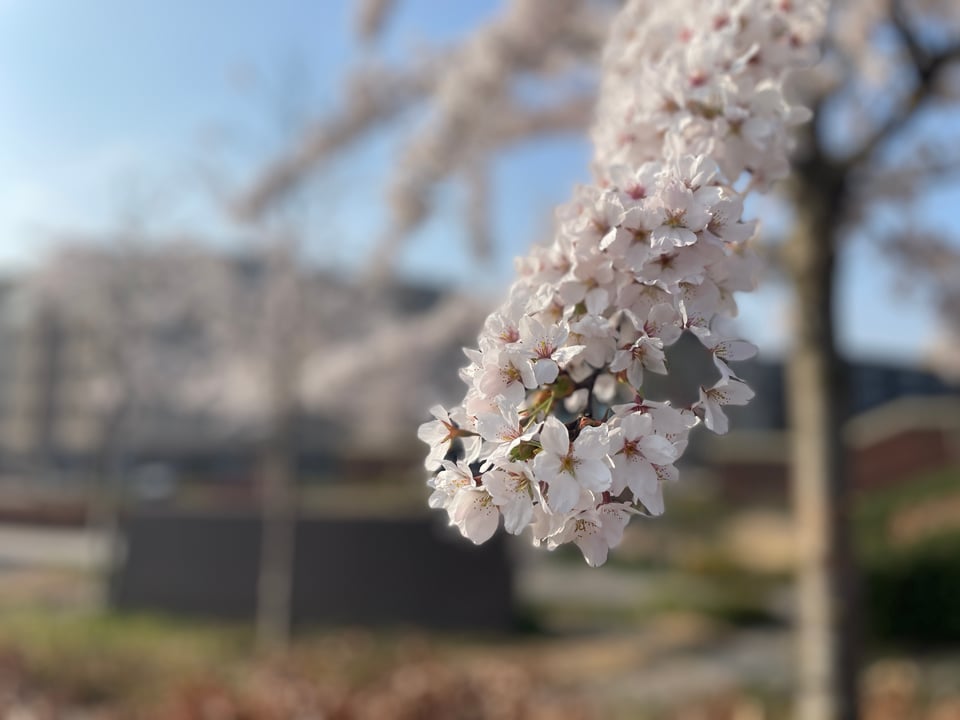 A single branch of a cherry tree in focus with more trees and buildings blurred in the background.